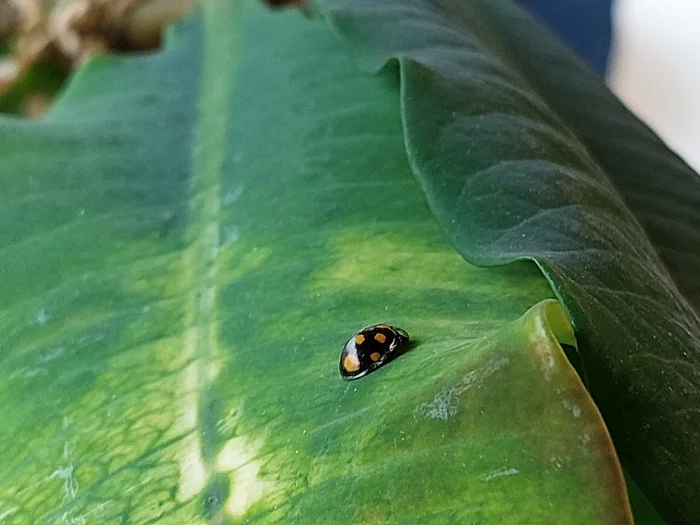 Ladybug - My, Flowers, The photo, Plants, Fragility, Nature, ladybug