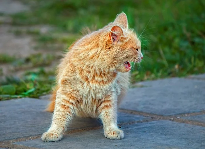 Meow - My, Town, Street photography, Pets, cat, Redheads