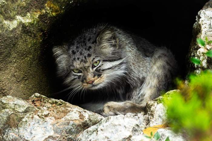 I hope you came to pet the cat? - Pallas' cat, Small cats, Cat family, Predatory animals, Wild animals, Fluffy, Milota, Caves, , Pet the cat