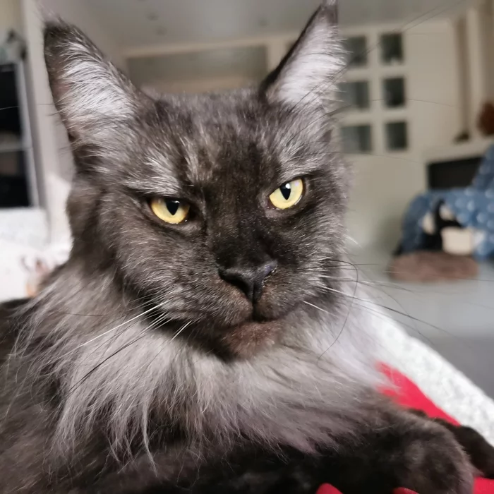 Reply to post Coconut Benedict - My, cat, Animals, Maine Coon, Longpost, Fluffy