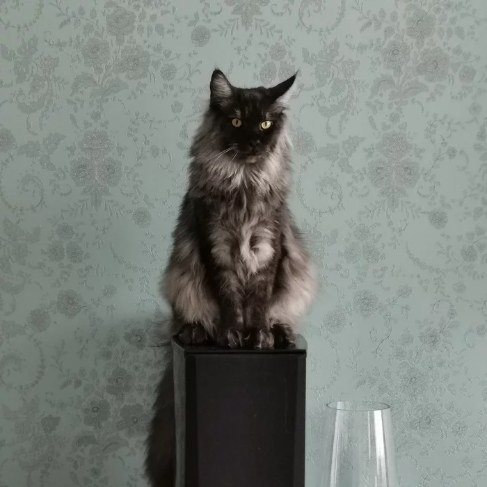 Reply to post Coconut Benedict - My, cat, Animals, Maine Coon, Longpost, Fluffy