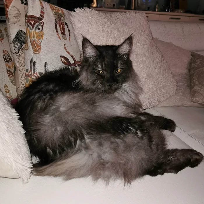 Reply to post Coconut Benedict - My, cat, Animals, Maine Coon, Longpost, Fluffy