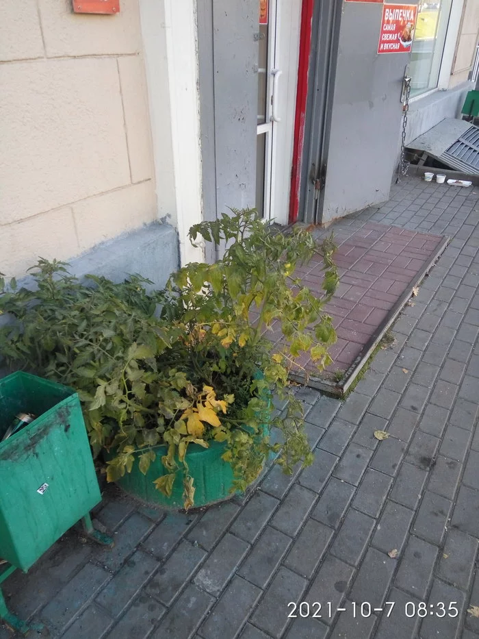 Autumn. Moscow. tomatoes - My, Nature, Town, Tomatoes