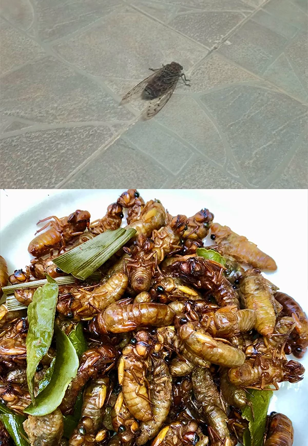 Уличная еда в Таиланде Таиланд, Уличная еда, Тайская кухня, Записки иммигранта, Длиннопост Уличная еда в Таиланде Таиланд, Уличная еда, Тайская кухня, Записки иммигранта, Длиннопост