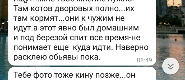 кот вы в курсе что вы кот. Смотреть фото кот вы в курсе что вы кот. Смотреть картинку кот вы в курсе что вы кот. Картинка про кот вы в курсе что вы кот. Фото кот вы в курсе что вы кот
