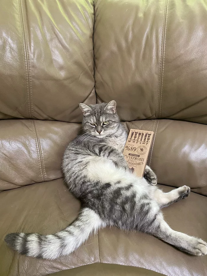 My chocolate, I won't give it to anyone! - cat, Sofa, Chocolate, Pets