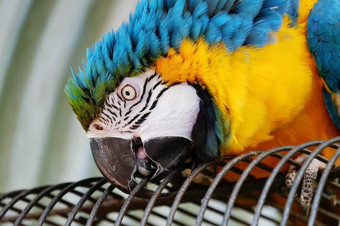 The smarter the parrot, the more difficult it is for him to live in captivity - A parrot, Animal intelligence, Birds, Scientists, Canada, University, Research, The science, , The national geographic, Animals, Informative, Longpost