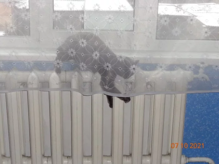 Наконец то тепло дали... - Моё, Кот, Тепло, Зима