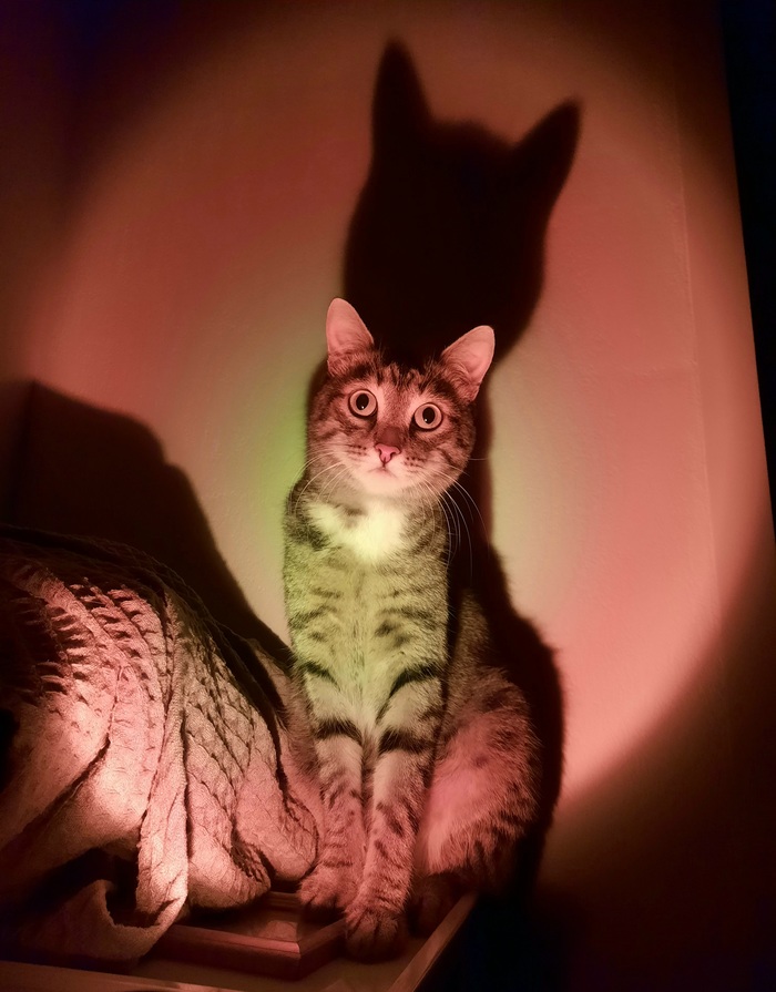 Кот и лампа