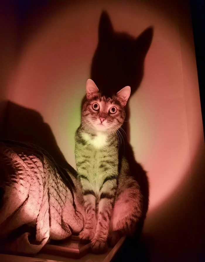 Cat and lamp - My, cat, Лампа