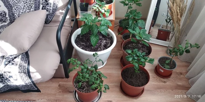 Aphid overcomes - My, Habanero, Aphid, Odessa, Thank you, Hot peppers