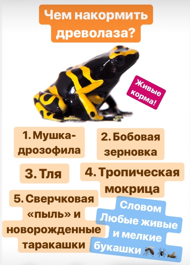 Правда о древолазах: домашних ядовитых лягушках - Моё, Древолазы, Лягушки, Домашние животные, Длиннопост, Познавательно