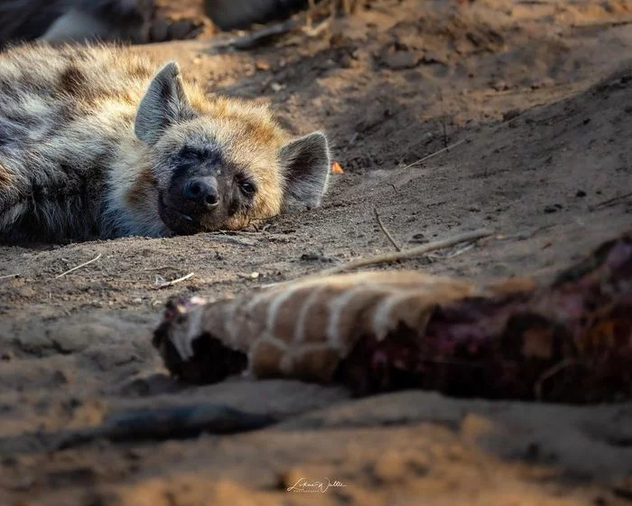 Satisfied and satisfied - Spotted Hyena, Hyena, Predatory animals, Wild animals, wildlife, South Africa, The photo, Reserves and sanctuaries