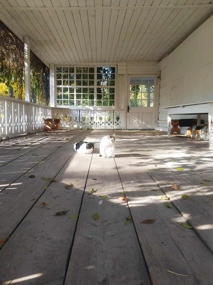 Seals of Yasnaya Polyana - My, cat, Cat family, Yasnaya Polyana, Longpost
