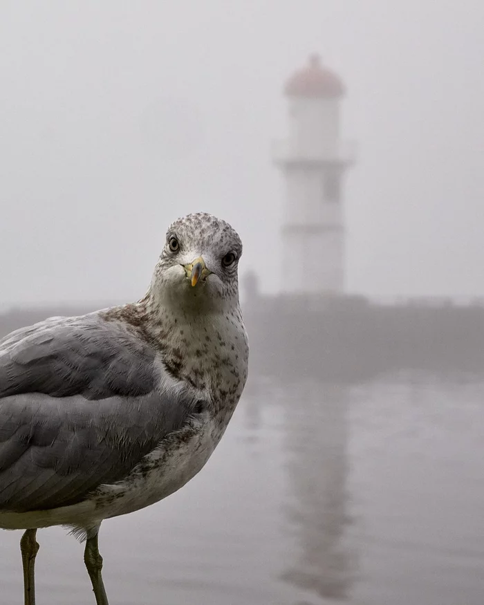 Bonjorno!? - My, Canada, Lighthouse, River, Fog, Seagulls, Sight, Birds, The photo