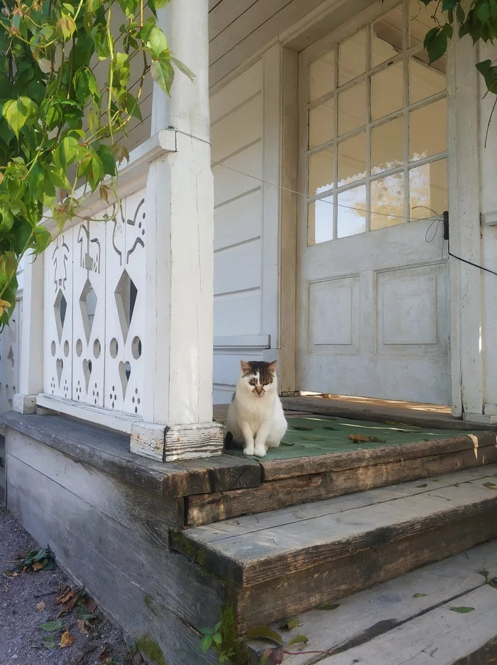 Seals of Yasnaya Polyana - My, cat, Cat family, Yasnaya Polyana, Longpost