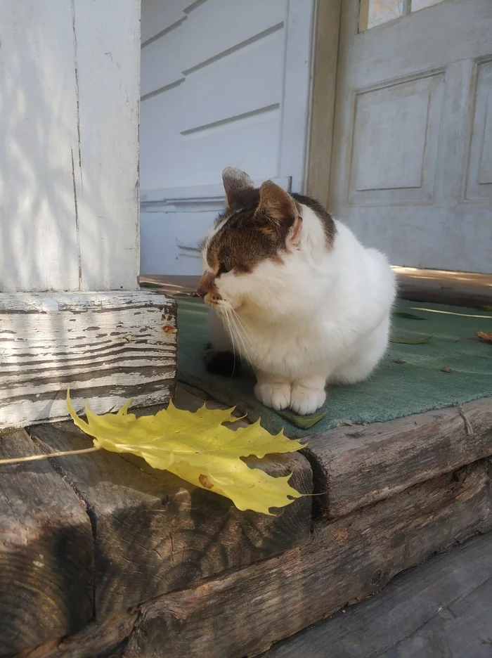 Seals of Yasnaya Polyana - My, cat, Cat family, Yasnaya Polyana, Longpost