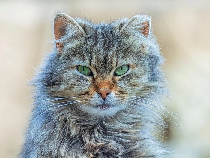 Cat portrait - My, Crimea, Evpatoria, Street photography, Pets, cat, Full Face