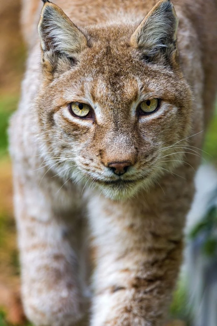 lynx female - Lynx, Small cats, Cat family, Predatory animals, Wild animals, Zoo, The photo, Longpost