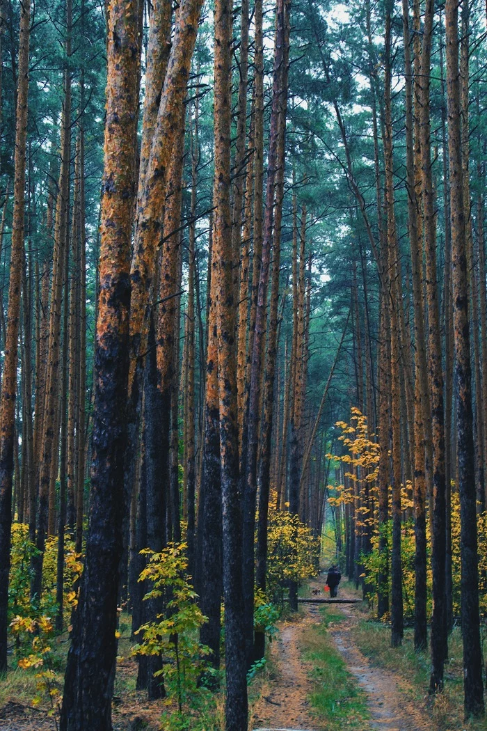 autumn forest - My, The photo, Forest, Autumn, Nature