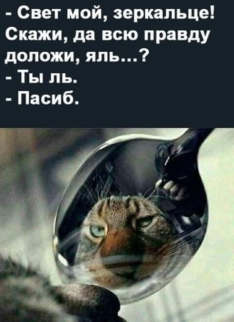 Yal? - cat, Memes, beauty