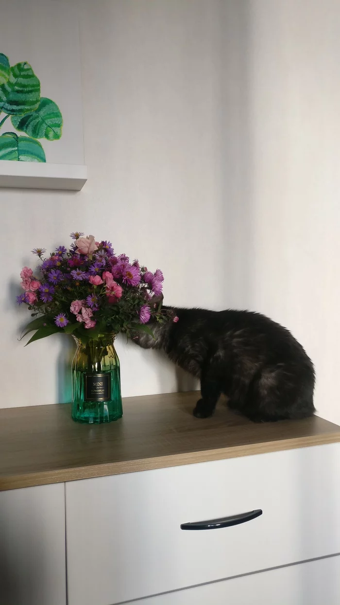 New scent - My, cat, Pets, Fluffy, Milota, Flowers, Bouquet, Longpost