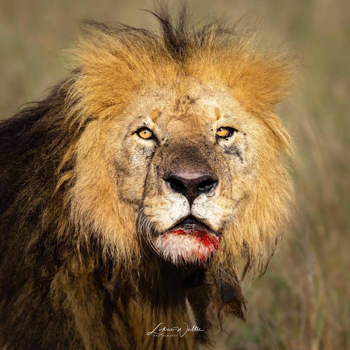 Morani, Scar's brother - a lion, Big cats, Cat family, Predatory animals, Wild animals, wildlife, Masai Mara, The photo, , Reserves and sanctuaries, Video, Youtube