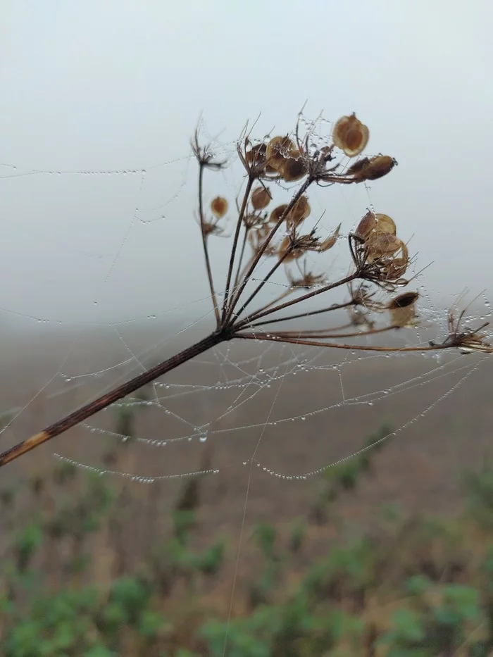 Fog, cobweb and hogweed - My, Hogweed, Fog, Nature, The photo, Web