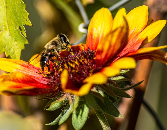 nature macro - My, Nikon, Nature, Macro photography, The photo