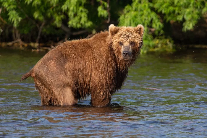 Tail - The Bears, Brown bears, Kamchatka, Lake, Wild animals, The national geographic, Tail, wildlife, , The photo, Fishing