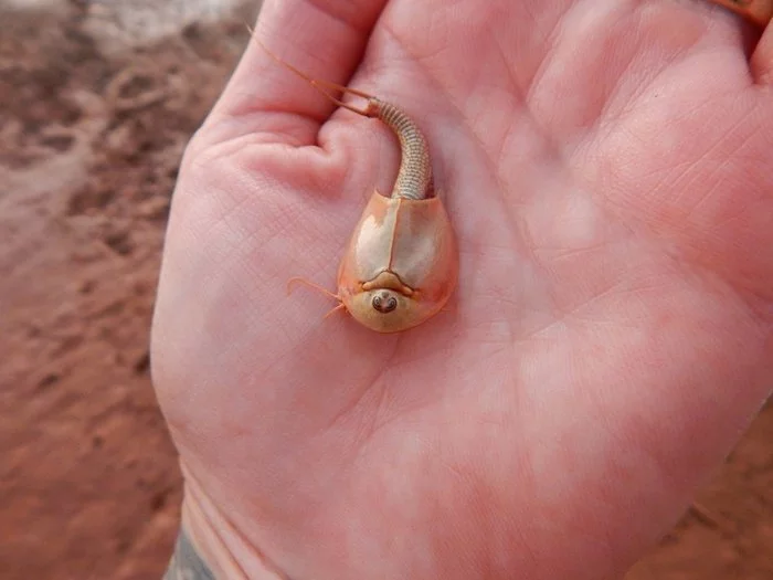 Three-eyed dinosaur shrimp hatch in Arizona - Shield, Arizona, Dinosaurs, Fossil