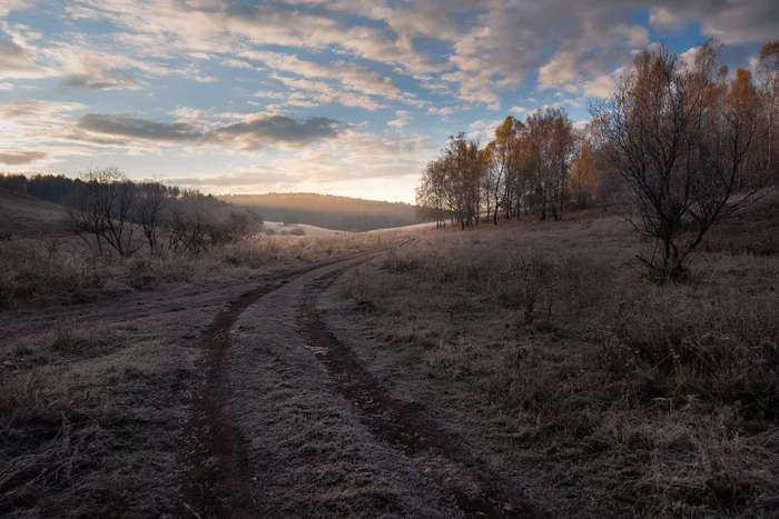 October colors - My, October, Autumn, Siberia, Larch, Frost, Forest, Tree, Longpost, Nature