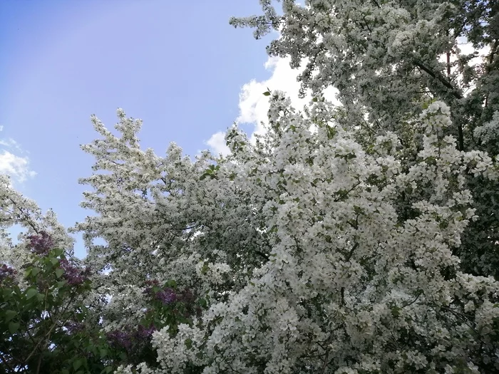 A bit of sky in a ribbon - My, The photo, Mobile photography, Sky, Flowers, Clouds, Longpost