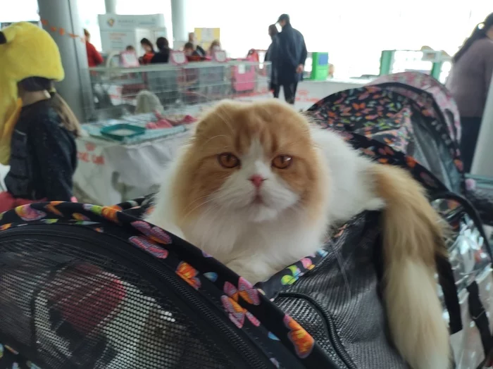 From the cat show, Kharkiv - My, cat, Fluffy, Pets, Cat Show