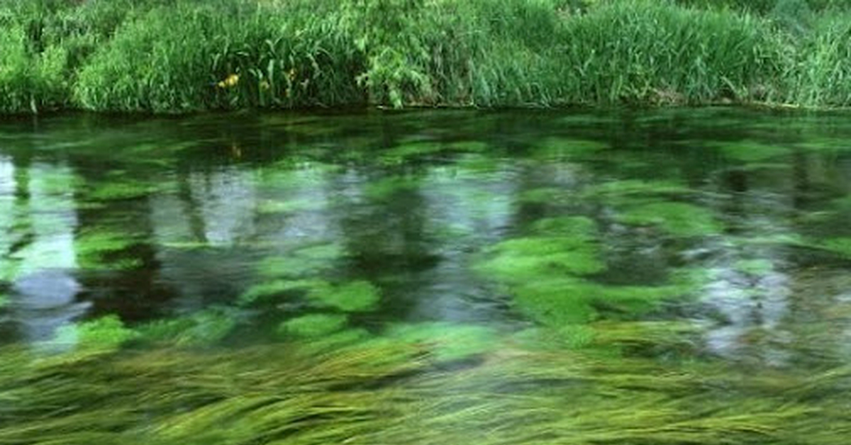 Водоросли Веточки И Листики На Озере Фото
