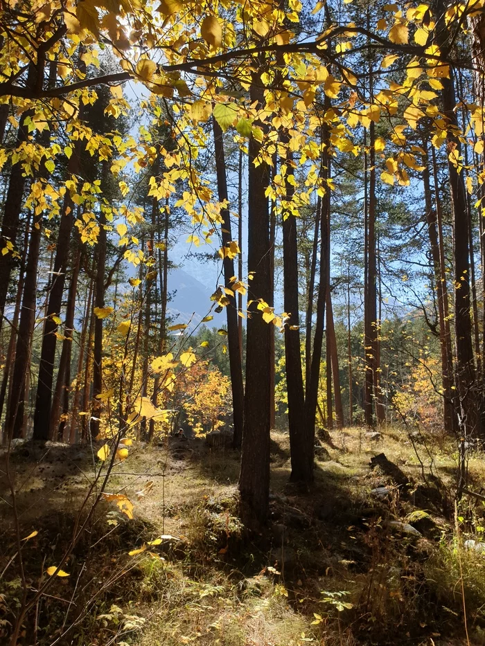 Autumn in the Elbrus region (and a cat) - My, Elbrus, Autumn, cat, Landscape, Longpost