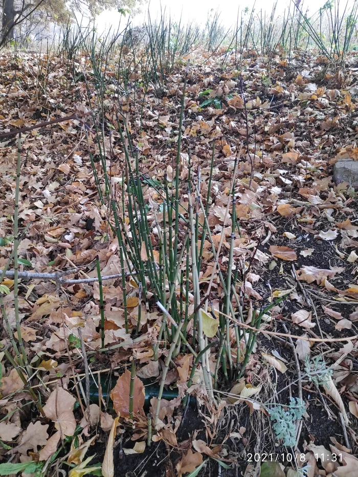 What is this plant? - Grass, Bamboo, What's this?, No rating, Longpost