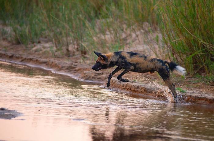 Bounce - Hyena dog, Canines, Predatory animals, Wild animals, wildlife, South Africa, Reserves and sanctuaries, The photo, , Bounce