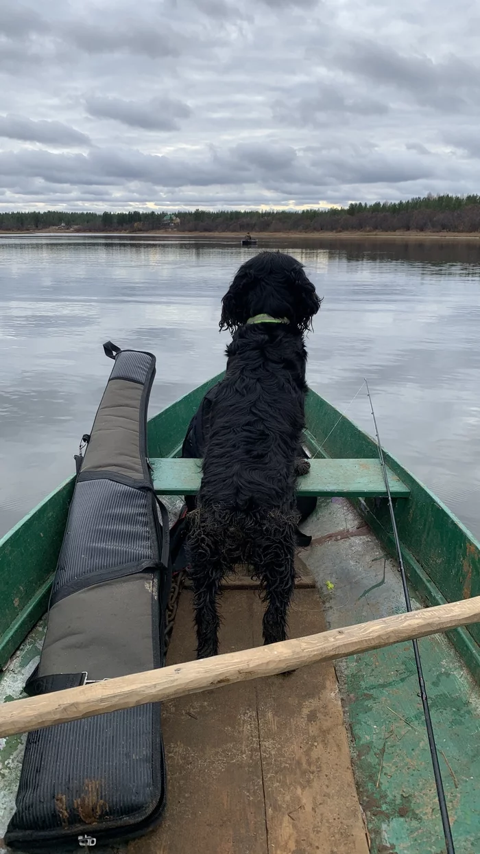 Pilot - My, Dog, Fishing, Hunting, Lake, Nature, Komi, Longpost