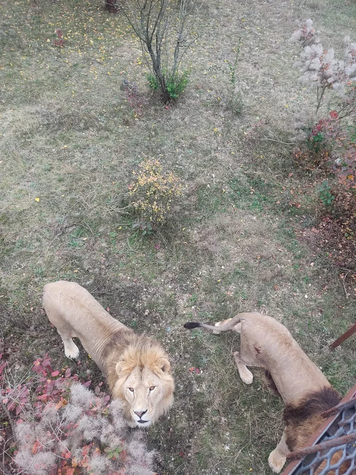 Cats - My, Taigan Lions Park, Longpost, a lion, Tiger, Tiger cubs, Big cats, Wild animals, The photo, Zoo, , Predatory animals, Crimea