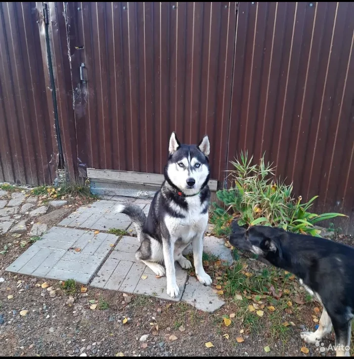 Abandoned purebred blue eyed young Husky - Husky, Abandoned, Ramensky District, Longpost, Dog, In good hands, No rating