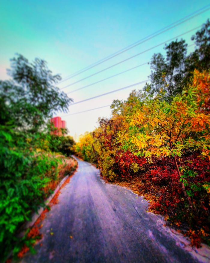 Разрисованная осень