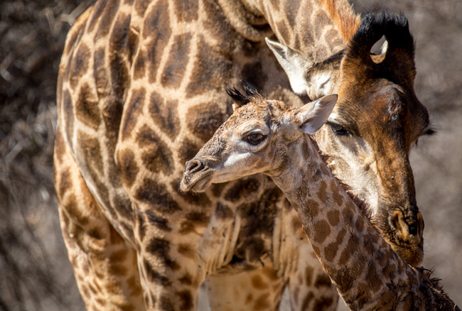 The birth of a giraffe - Giraffe, Artiodactyls, Young, wildlife, Wild animals, Africa, Birth, Text, The photo, Longpost