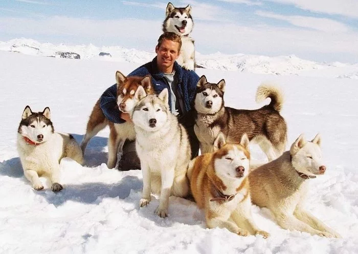 Paul Walker on the set of White Captivity, 2006 - Paul Walker, Dog, Siberian Husky, Snow, Filming, Actors and actresses, Celebrities, The photo, , Sled, Photos from filming
