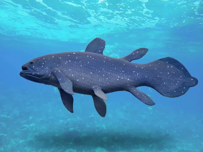 Is the lobe-finned fish called coelacanth really a living fossil, or is it still a delusion? - My, Coelacanth, A fish, Evolution, Animals, Longpost