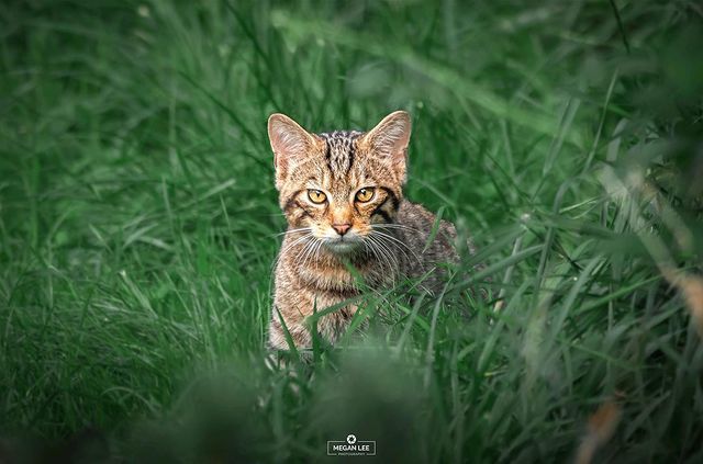 Young scottish wild cat kitten - Wild animals, Predatory animals, Small cats, Cat family, Kittens, Milota, Scottish, beauty of nature, , The photo