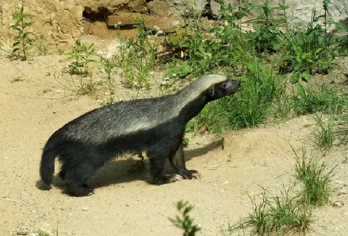 Honey badgers in Turkmenistan - Honey badger, Turkmenistan, Cunyi, Wild animals, Reserves and sanctuaries, Red Book, Predatory animals, Rare view, , Protection of Nature, wildlife, middle Asia