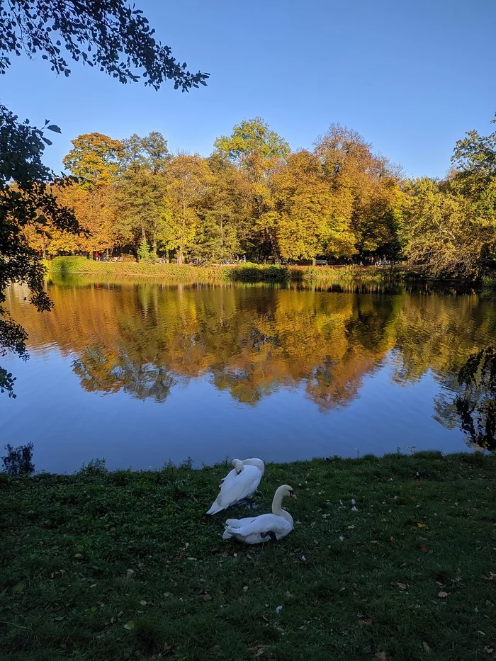 Short walk in the park Krlewski azienki (Royal Baths) - My, Autumn, Warsaw, Mobile photography, Photo on sneaker, Longpost