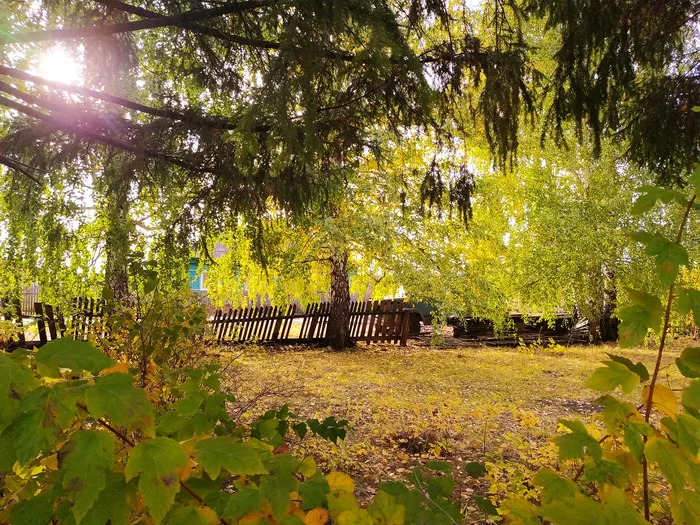 Autumn in a rural park - My, Mobile photography, Autumn, Nature, Ulyanovsk region