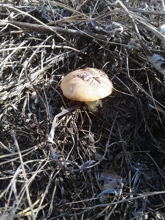 I close the mushroom season this year, barely starting - My, Mushrooms, Butterlets, Silent hunt, Orenburg region, Buguruslan, Mobile photography, Leisure, Nature, Longpost